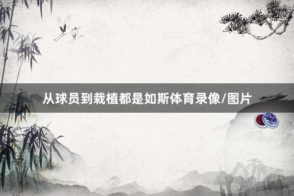 从球员到栽植都是如斯体育录像/图片