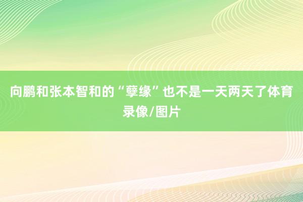 向鹏和张本智和的“孽缘”也不是一天两天了体育录像/图片